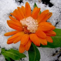 Красотка в снегу :: Людмила Смородинская