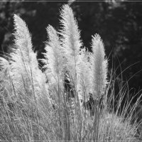 Пампасная трава,  кортадерия Cortaderia selloana :: wea *