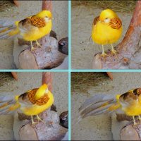 Жёлтый золотой фазан :: Нина Бутко