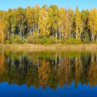 Зеркальное отражение осеннего леса. :: Милешкин Владимир Алексеевич 
