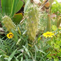 колючки кактуса и нежности желтого цветка :: Серж Поветкин