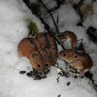 Первый снег и мышки. :: Лина 