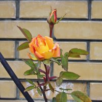 Маленькая, стойкая роза, которая не боится мороза...) :: Тамара Бедай 