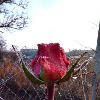 Роса и роза. :: Валентина .
