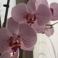 Орхидея фаленопсис :: Татьяна 