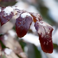 drops and snow :: Zinovi Seniak