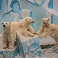 Семья полярных медведей. :: аркадий 