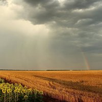 ...эти летние дожди.. эта радуга над полем... :: Александр Герасенков