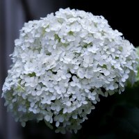 hydrangea :: Zinovi Seniak