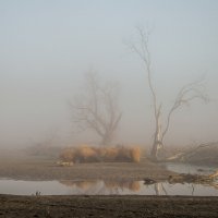 О туманах :: ирина лузгина 