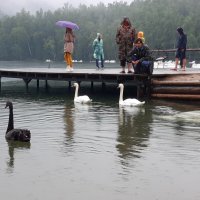 Изумрудное озеро и дождь. :: Галина Минчук