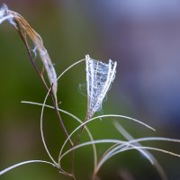 fireweed :: Zinovi Seniak