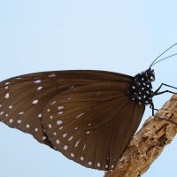 Скромные бабочки Окинавы: Euploea mulciber :: Станислав С.