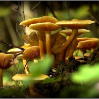 Про грибы :: Вячеслав Минаев