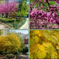 Весна и осень церциса :: Нина Бутко