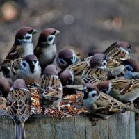 Воробышки. :: Восковых Анна Васильевна 