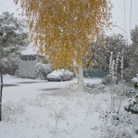 Первый в зиму забег — снег… :: Надежда Куркина