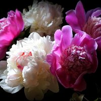 цветы для любимых пионы :: Олег Лукьянов