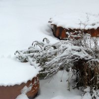 Клумба в снегу :: Юлия Денискина