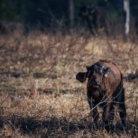 Африканский буйволенок... Кения! :: Александр Вивчарик