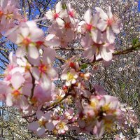 Весенние цветы марта :: Ольга (crim41evp)