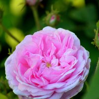 Розы в моём саду :: Татьяна Лютаева
