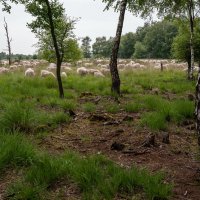 Пейзаж с овцами на выпасе :: Николай Гирш