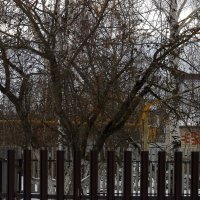 Деревья без листвы :: Юлия Денискина