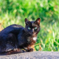 Зеленоглазый чёрный кот, грел на камне свой живот... :: Анатолий Клепешнёв