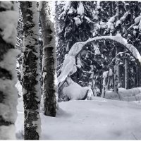 ,,Глухая,, тайга. :: Валентин Кузьмин