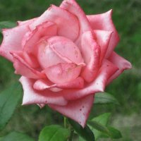 Розовая роза :: Дмитрий Никитин