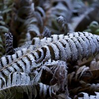 frost :: Zinovi Seniak