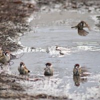 Судя по погоде наступило пятое время года нод названием " ФИГНЯ КАКАЯ - ТО"..... :: Восковых Анна Васильевна 