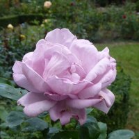 Сиреневая роза :: Лидия Бусурина