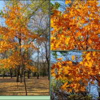 Осень в парке :: Нина Бутко