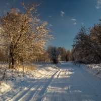 Начало Подмосковной зимы. :: Андрей Дворников