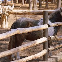 Пони — это те же кони :: Татьяна Лютаева