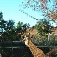 Любопытный жираф :: azambuja 