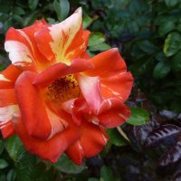 Октябрьская роза Никитского Ботанического сада :: Лидия Бусурина