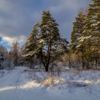 Начало Подмосковной зимы # 04 :: Андрей Дворников
