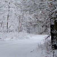по зимней лесной дороге :: Александр Прокудин