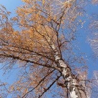 Голубое небо Октября :: tamara kremleva
