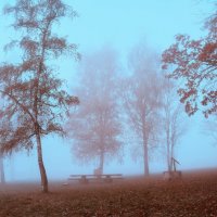 misty morning :: Elena Wymann