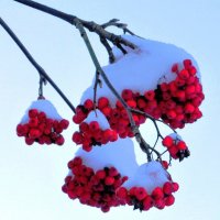 Рябина в снегу :: Андрей Снегерёв