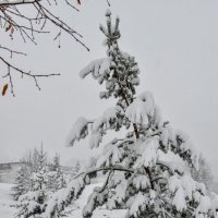 прогулка на снегоступах :: Георгий А