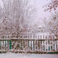 Мороз и снег :: ирина 