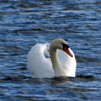 А белый лебедь на пруду.... :: Liliya Kharlamova
