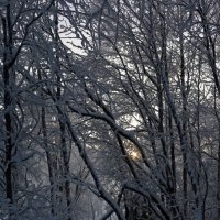 Прогулки по зимнему лесу :: Ольга 