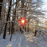 Солнце в зимнем лесу :: Андрей Снегерёв