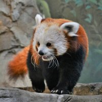 Красная панда :: Константин Анисимов